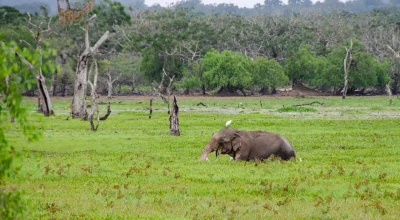 minneriya-sri-lanka