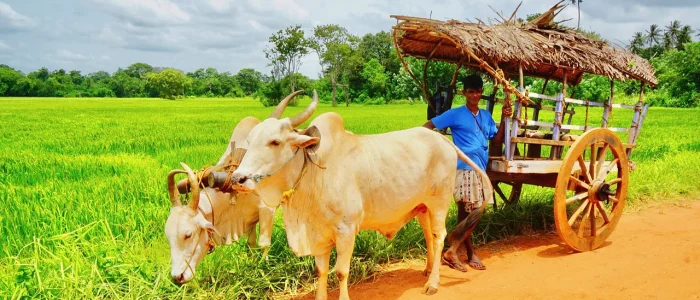 sri-lanka-village village-tour