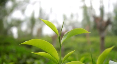 tea-plantations-sri-lanka