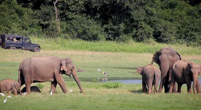 yala-national-park-sri-lanka