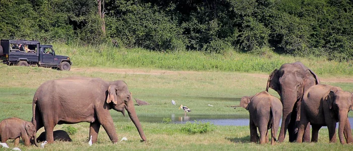 yala-national-park-sri-lanka yala-national-park-sri-lanka